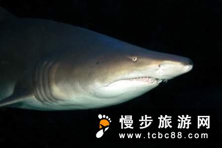 西海滩出现对人类无威胁的沙锥齿鲨