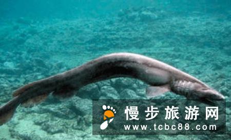 西海滩出现对人类无威胁的沙锥齿鲨