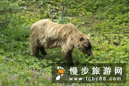 在日不落的阿拉斯加，谈一场与北国净土的恋爱！