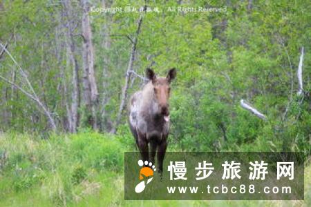 在日不落的阿拉斯加，谈一场与北国净土的恋爱！
